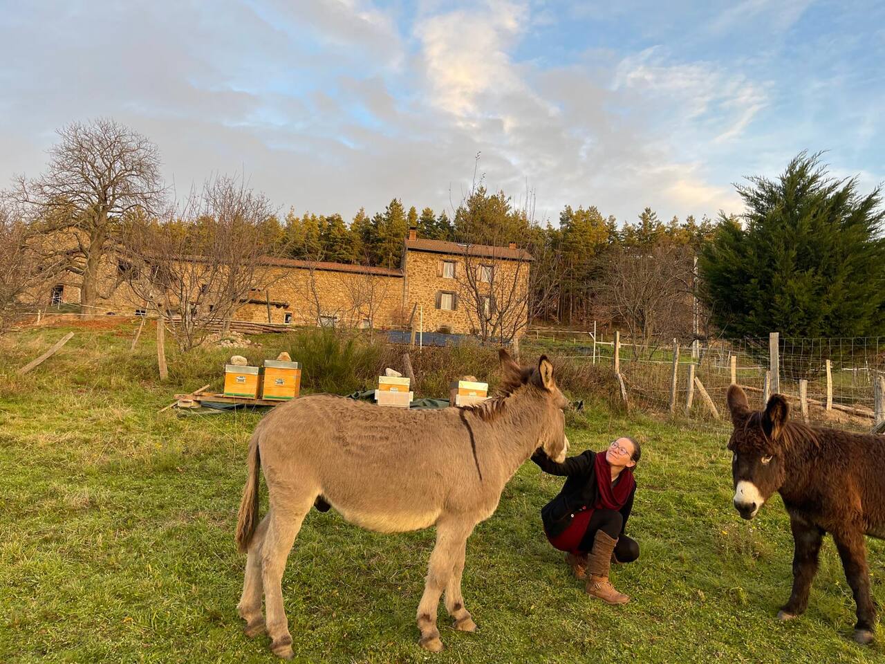 Deux ânes du domaine dans la prairie, devant le bâtiment de pierre du gîte