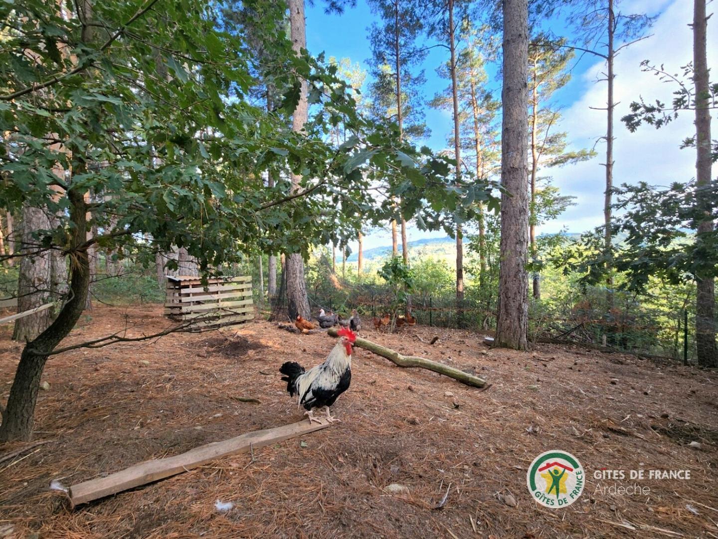 Poules du domaine picorant librement dans le sous-bois