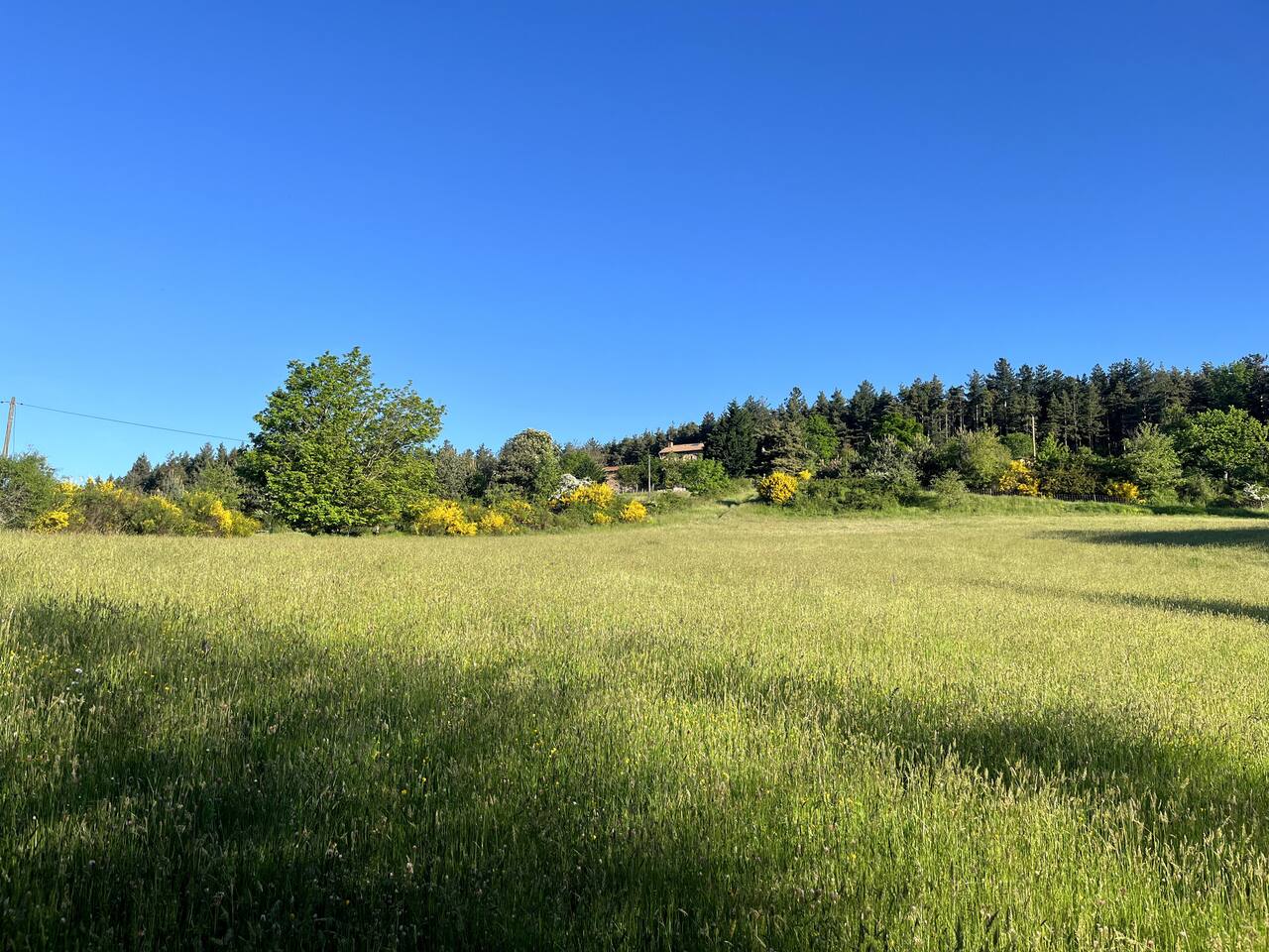Grande prairie verte du domaine bordée de forêt, sous un ciel bleu d’été