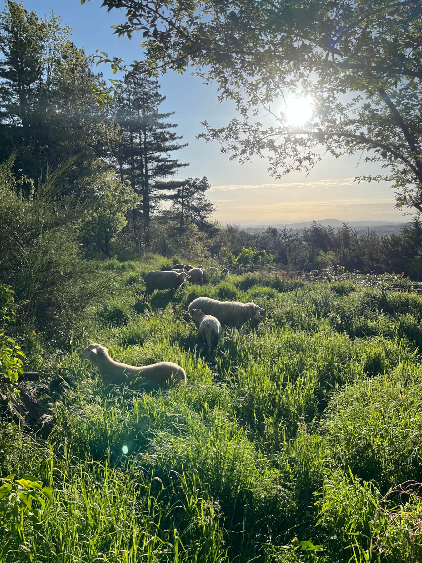 Les moutons du Domaine Solio dans la prairie au lever du soleil