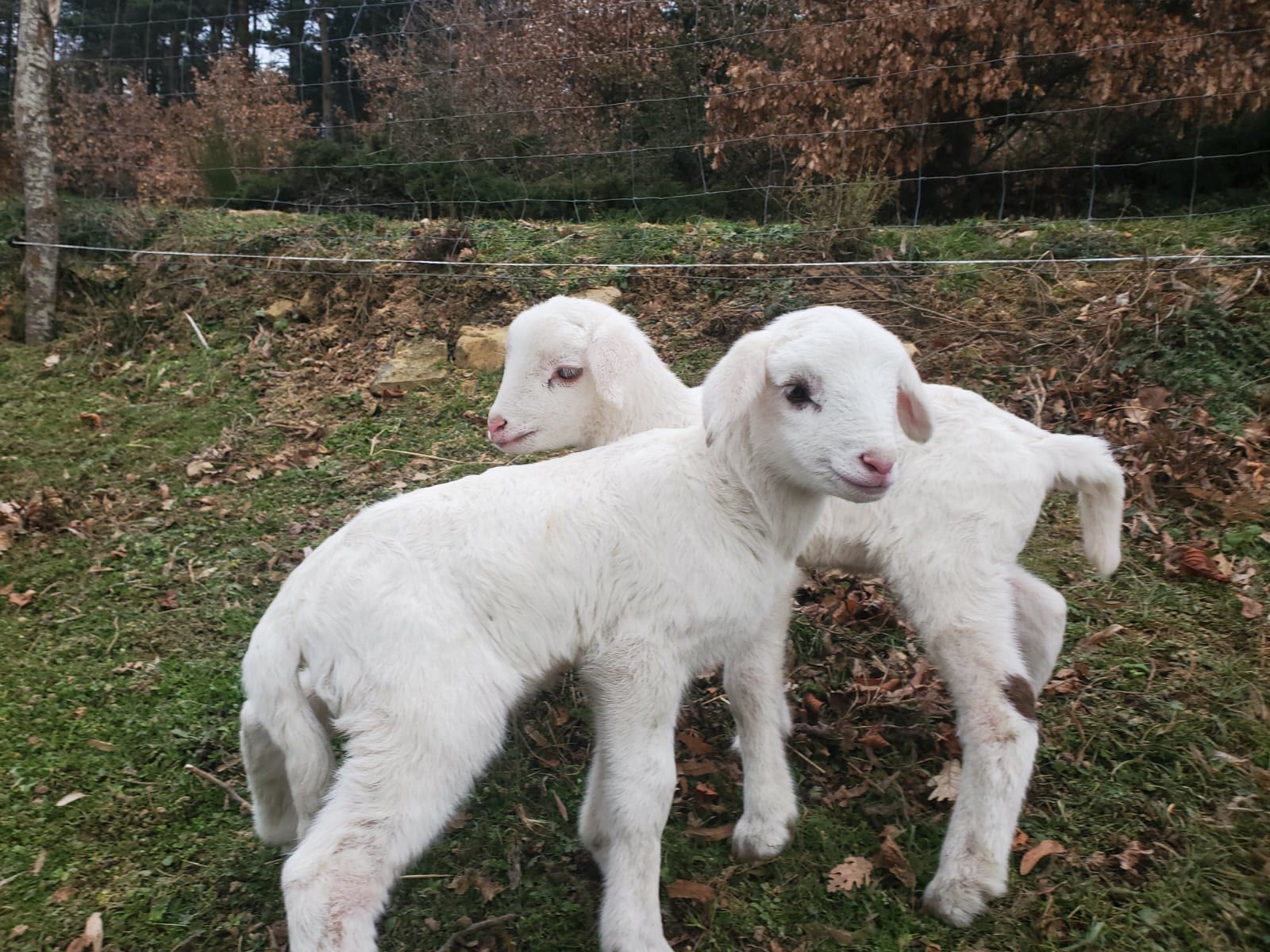Deux agneaux nouveau-nés du Domaine Solio dans la prairie