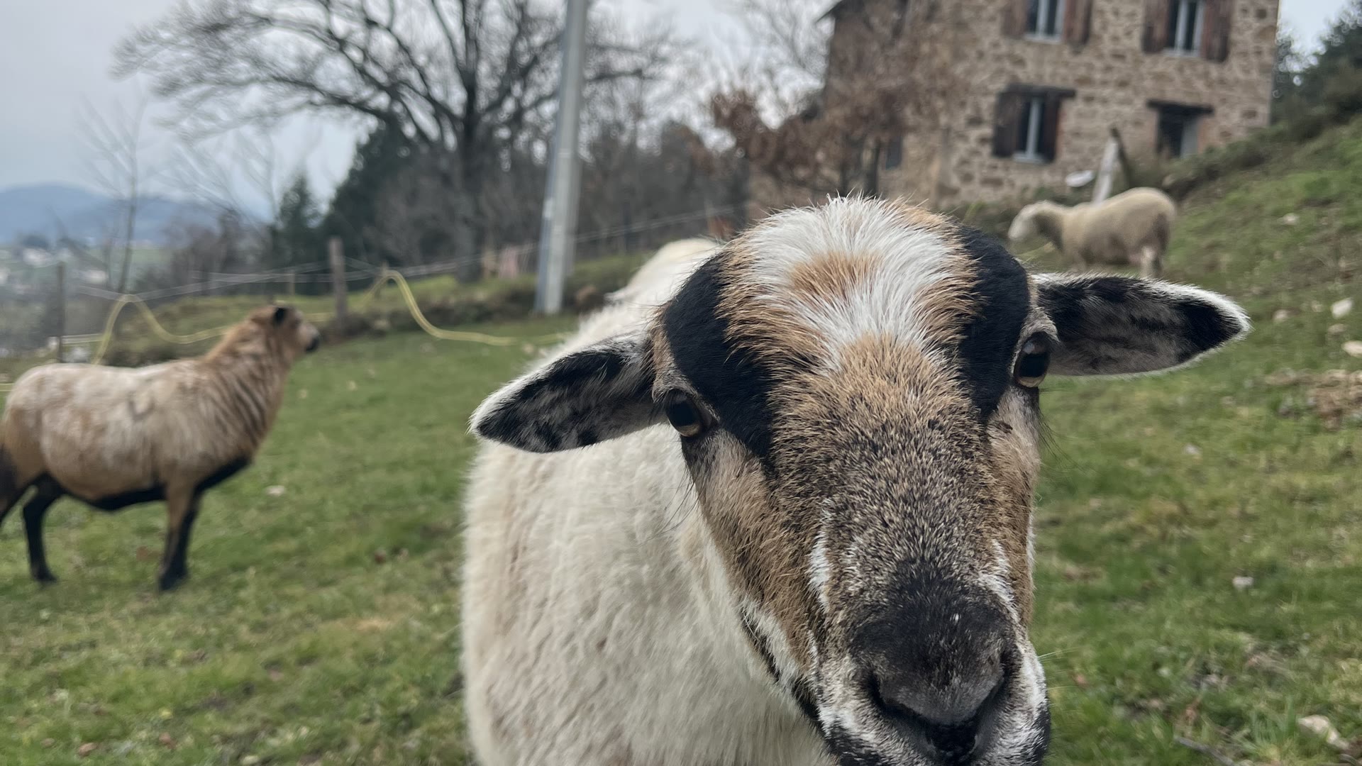 Brebis du Domaine Solio dans le pré en contrebas de la terrasse du gîte, en Ardèche verte